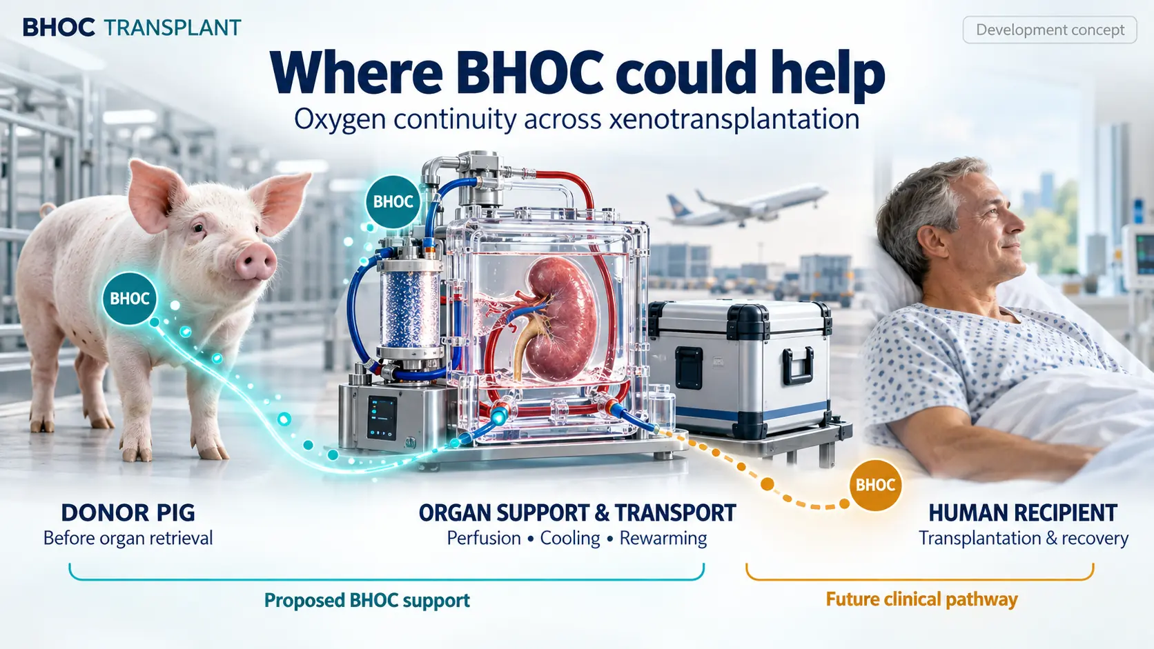 Conceptual xenotransplantation pathway with proposed BHOC oxygen support in a donor pig and during organ perfusion and transport, followed by a future human recipient pathway.
